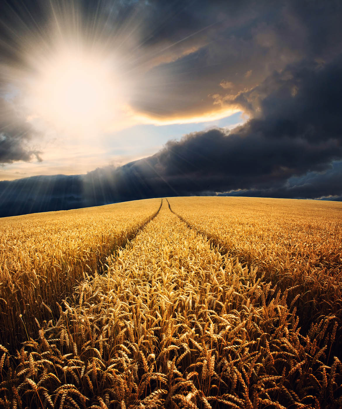 Wheat field at sunset