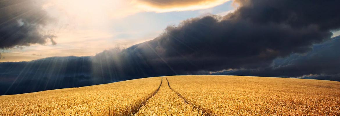 Wheat field at sunset