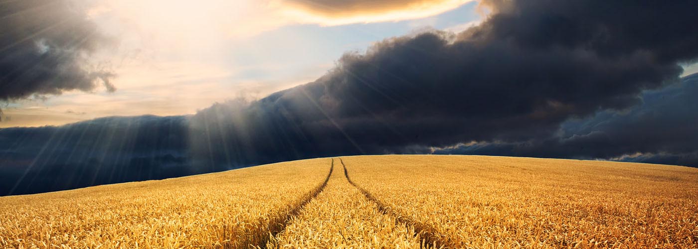 Wheat field at sunset