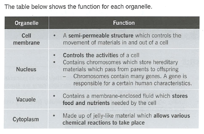 Biology Tuition Singapore Secondary Science Tuition - Each Organelle  Function Animal Cell  Place