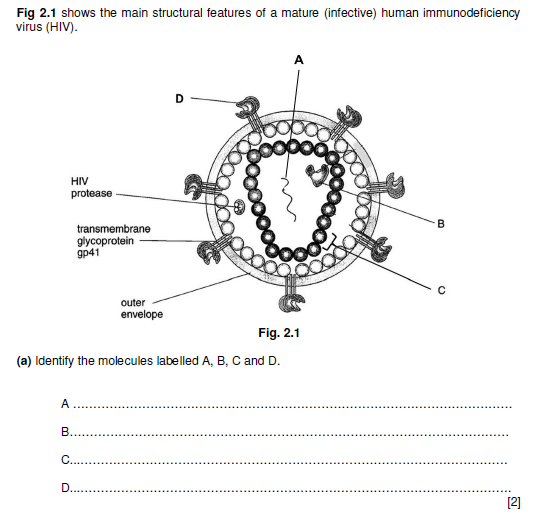 Biology-Tuition-Singapore-A-Level-H2-H1-Biology-Tuition-Human-Immunodeficiency-Virus-HIV.png